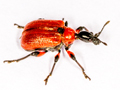 Apoderus coryli